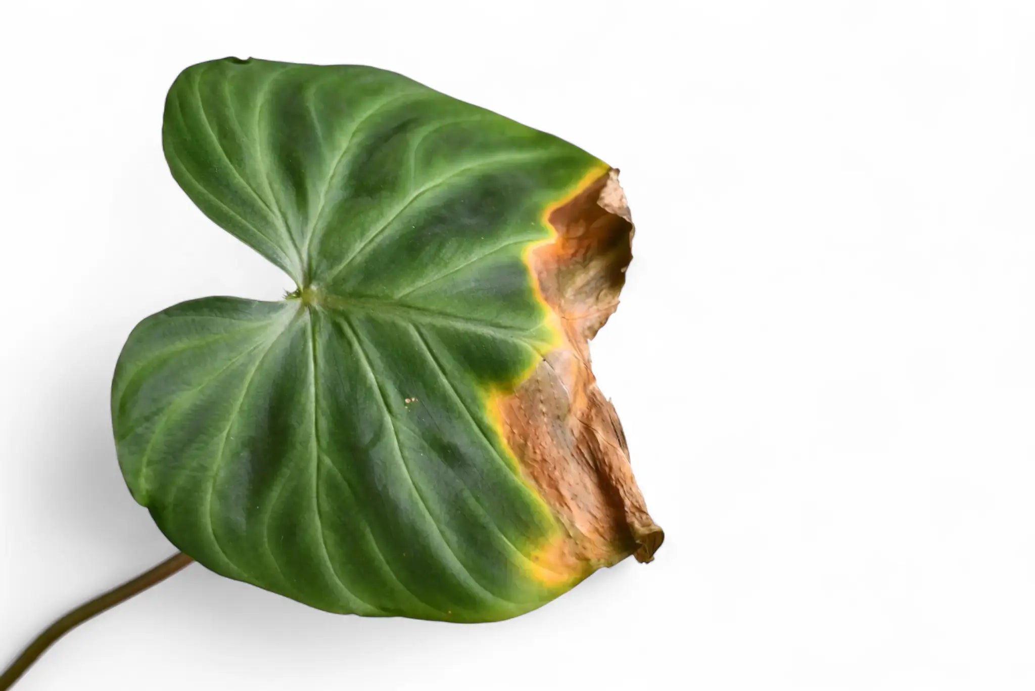 Wilted green leaf with brown edges on a white background.