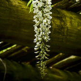 Wisteria 'Alba' in garden setting.