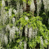 Wisteria 'Alba' in garden setting.
