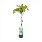 Wisteria 'Alba' young plant trained to bamboo cane in tall nursery pot on white background.