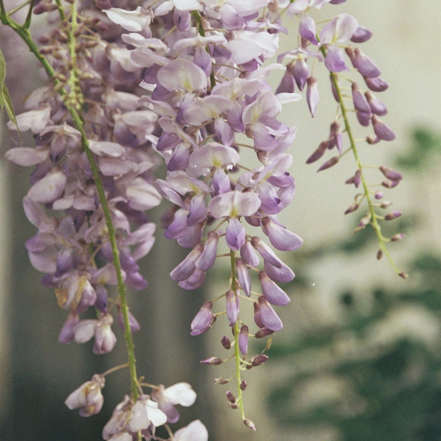 Foliage Factory: Wisteria floribunda 'Rosea' mit herabhängenden rosa Blütentrauben, verholzende Kletterpflanze für sonnige Wände und Pergolen.