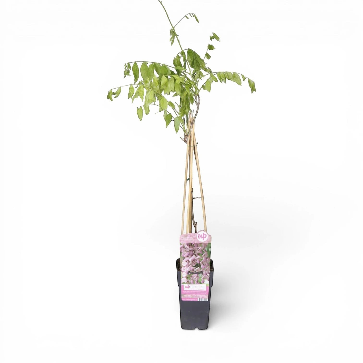 Foliage Factory: Wisteria floribunda 'Rosea' – herabhängende Blütentrauben und grüne Blätter, gestützt von Bambusstäben.