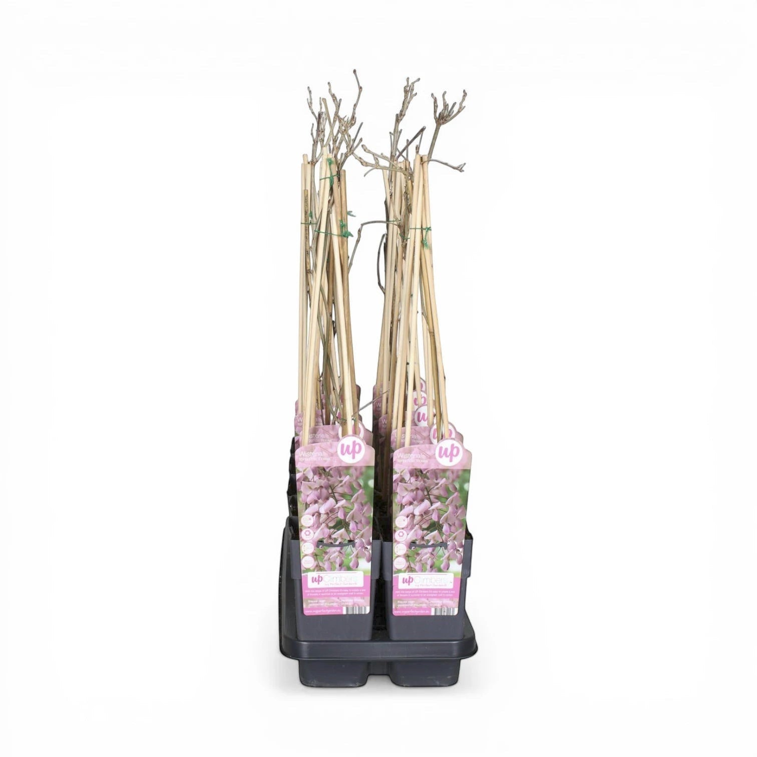 Foliage Factory: Wisteria floribunda 'Rosea' – rosa Japanischer Blauregen mit langen Blütentrauben und Bambusstäben.