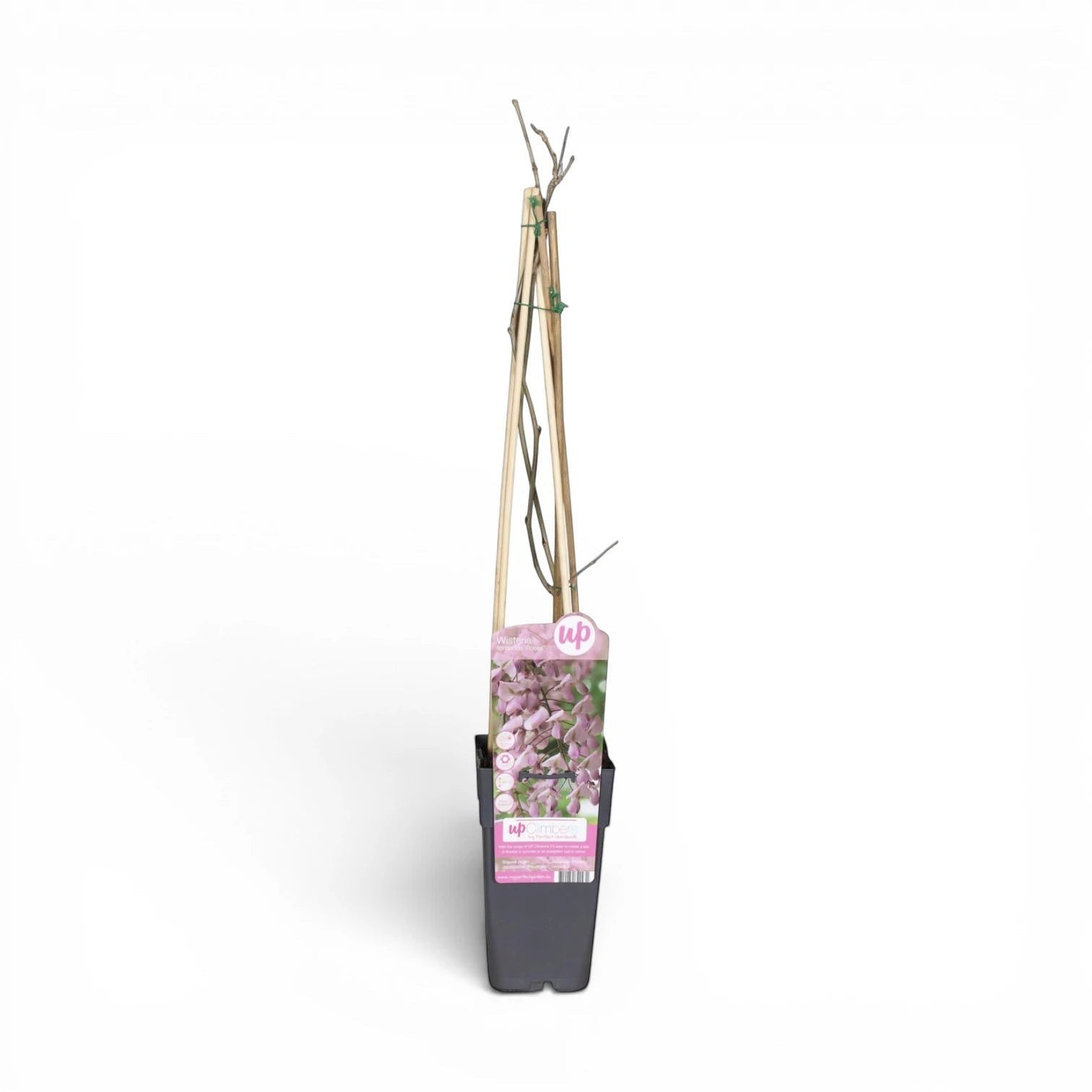 Foliage Factory: Wisteria floribunda 'Rosea' – rosa Japanischer Blauregen mit langen Blütentrauben an einer Holzstütze.