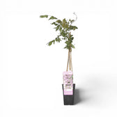 Foliage Factory: Wisteria floribunda 'Rosea' – lange, herabhängende Blütentrauben und grüne Blätter, gestützt von Bambusstäben.