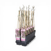 Foliage Factory: Wisteria floribunda 'Rosea' – junge Pflanzen mit rosa Etiketten und Bambusstäben.