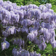 Wisteria sinensis 'Prolific' – Detailaufnahme.