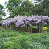 Wisteria sinensis 'Prolific' – Nahaufnahme.
