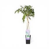 Wisteria sinensis 'Prolific' – Nahaufnahme.