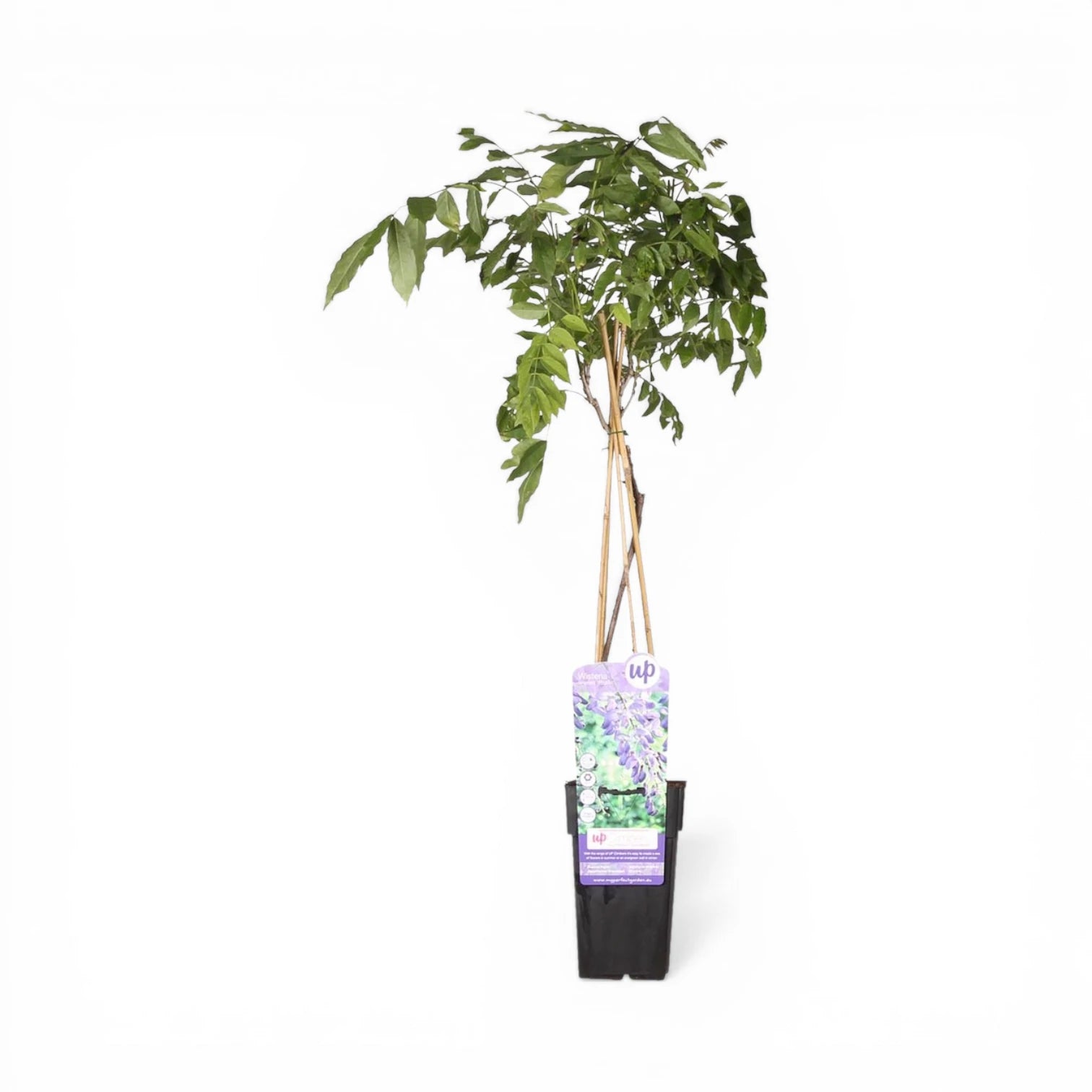 Wisteria sinensis 'Prolific' – Nahaufnahme.
