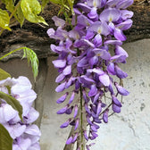 Wisteria sinensis 'Prolific' – im Garten.
