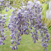 Wisteria sinensis 'Prolific' – Detailaufnahme der Pflanze.