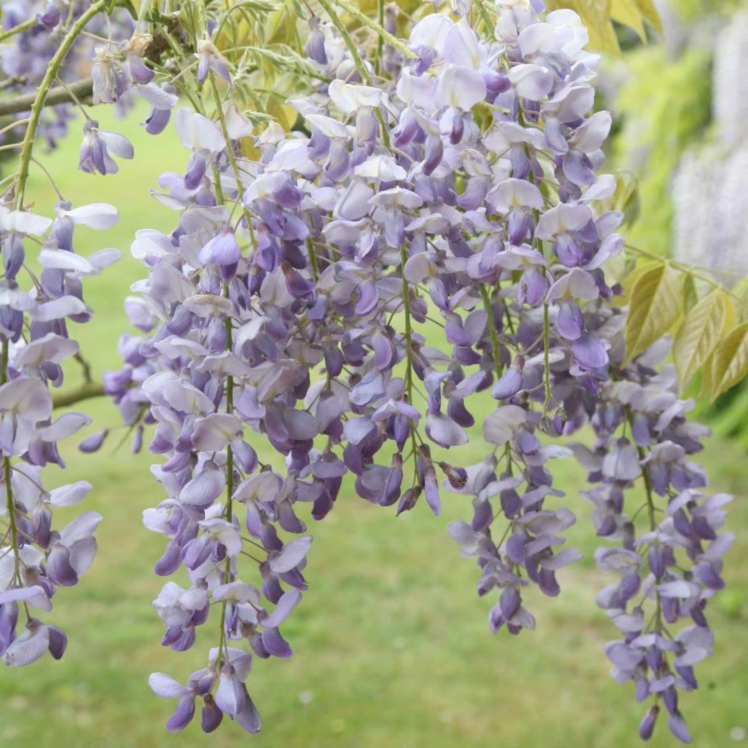 Wisteria sinensis 'Prolific' – Detailaufnahme der Pflanze.
