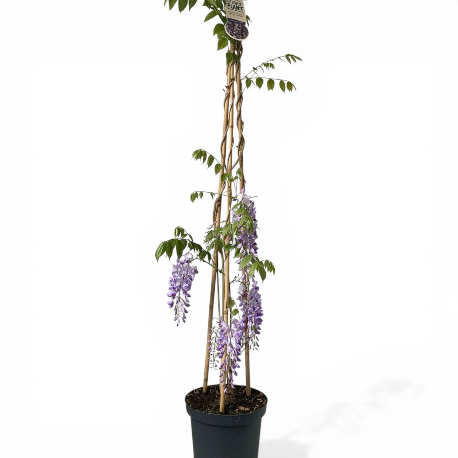 Wisteria sinensis 'Prolific' – Detailaufnahme der Pflanze.