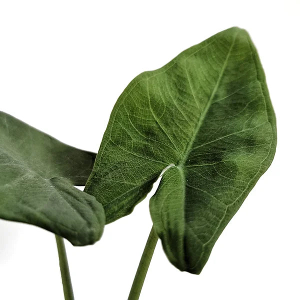 Xanthosoma dealbatum leaf detail on white background.