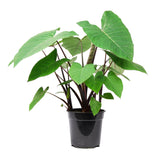 Xanthosoma sagittifolium ‘Frozen Planet' potted plant in nursery pot on white background.
