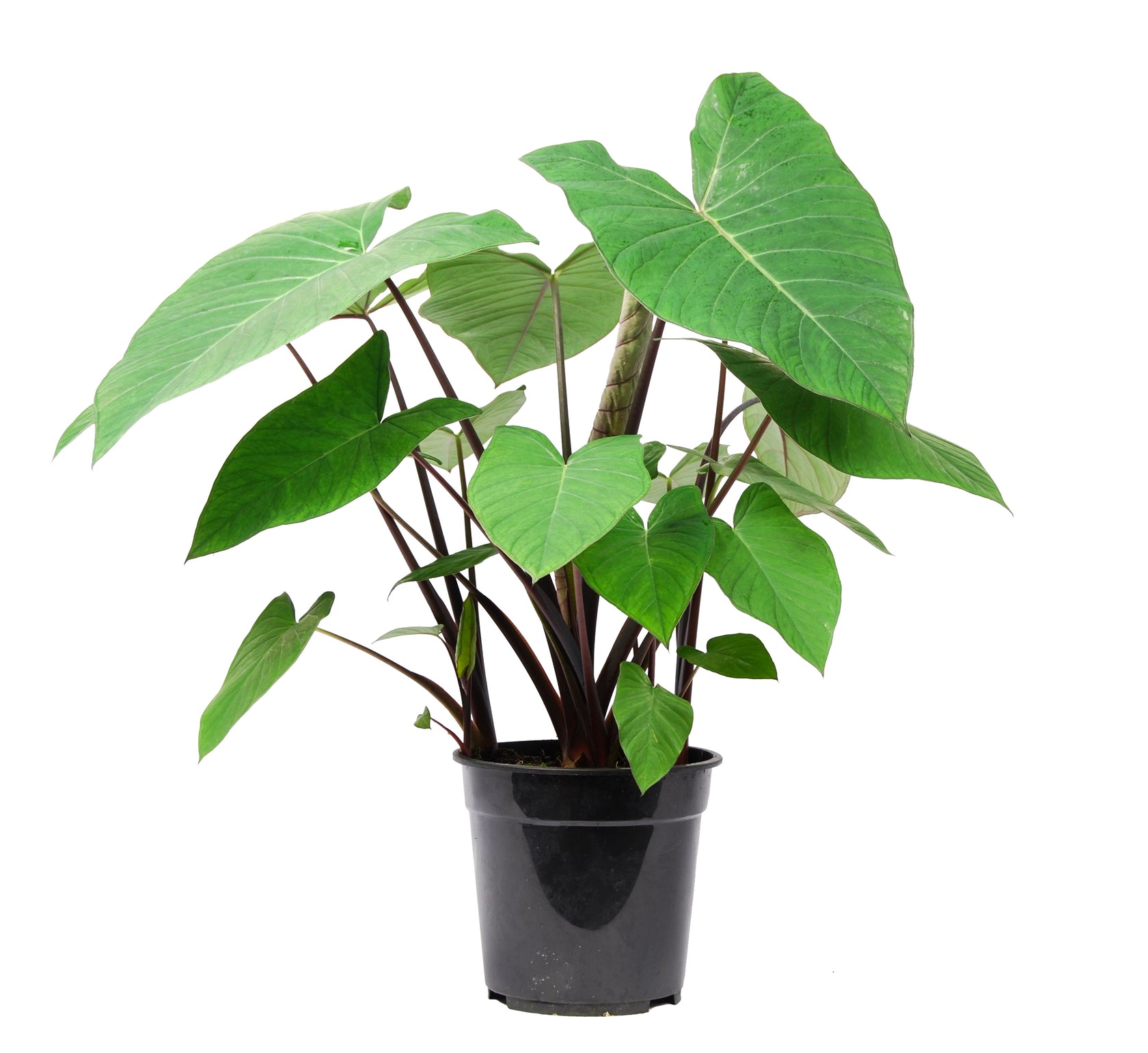 Xanthosoma sagittifolium ‘Frozen Planet' potted plant in nursery pot on white background.