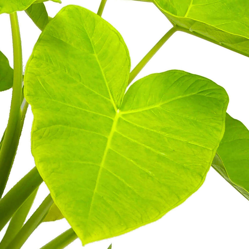 Xanthosoma sagittifolium ‘Lime’ leaf close-up on white background.