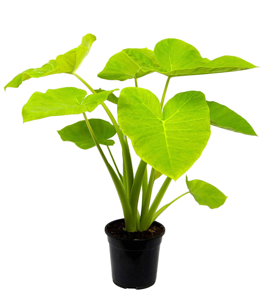 Xanthosoma sagittifolium ‘Lime’ potted plant in nursery pot on white background.