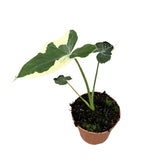 Xanthosoma sagittifolium 'Mickey Mouse' potted plant in nursery pot on white background.