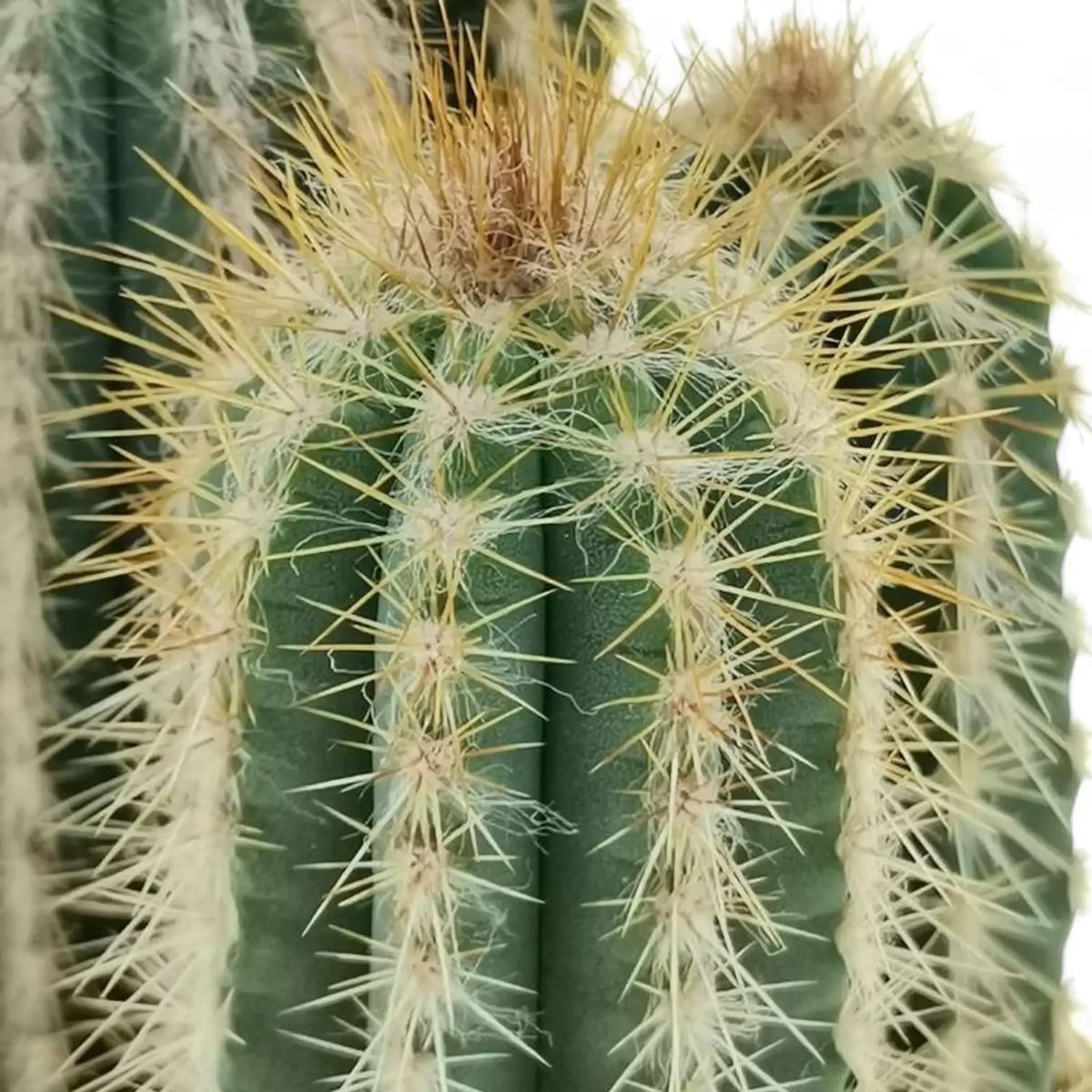 Xiquexique gounellei subsp. gounellei  Brazilian Columnar Cactus