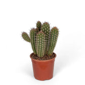 Xiquexique gounellei subsp. gounellei potted plant in nursery pot on white background.