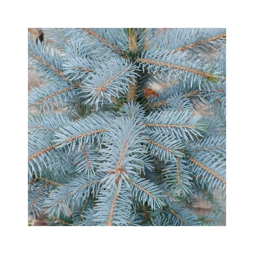 Xmas tree - Picea pungens "Super Blue".