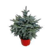 Weihnachtsbaum - Picea pungens "Super Blue"
