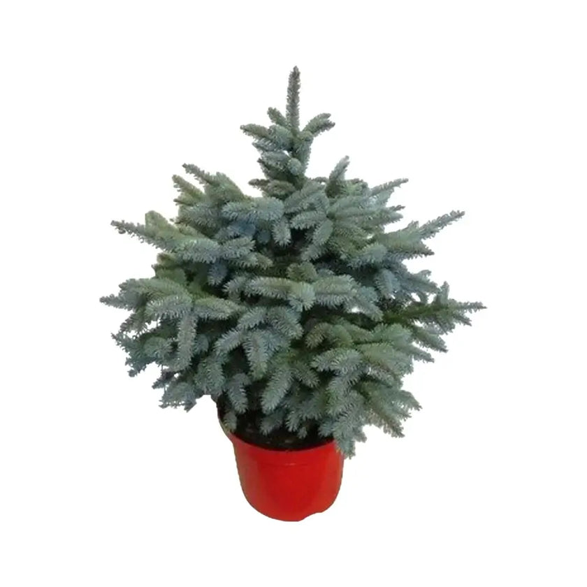 Xmas tree - Picea pungens "Super Blue".
