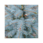 Weihnachtsbaum – Picea pungens "Super Blue"