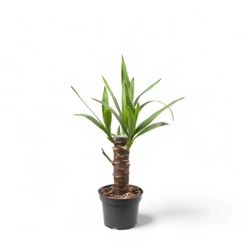 Yucca gigantea plant in a black nursery pot on a white background