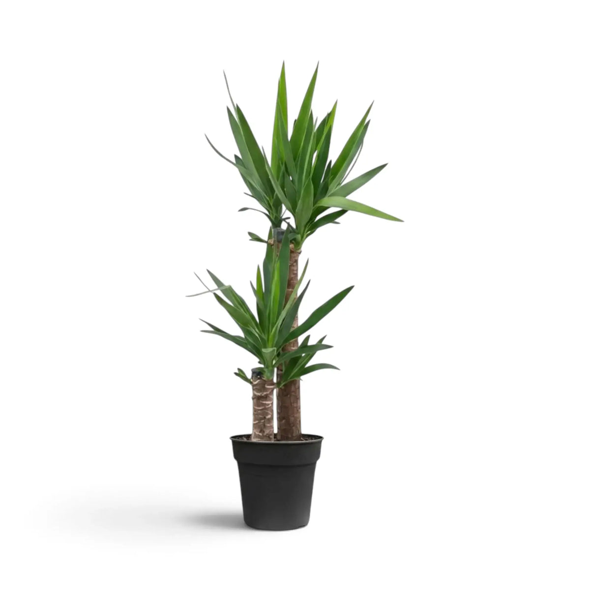 Extragroße Yucca gigantea mit hohen verholzten Stämmen und breiten Rosetten aus spitzen grünen Blättern