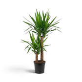 Extragroße Yucca gigantea mit verholzten Stämmen und dichten Blattschöpfen aus schmalen grünen Blättern
