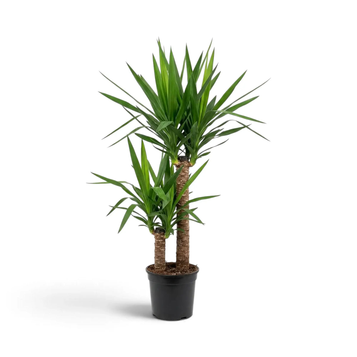 Extragroße Yucca gigantea mit verholzten Stämmen und dichten Blattschöpfen aus schmalen grünen Blättern
