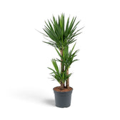 Extragroße Yucca gigantea mit aufrechten verholzten Stämmen und langen schwertförmigen Blättern