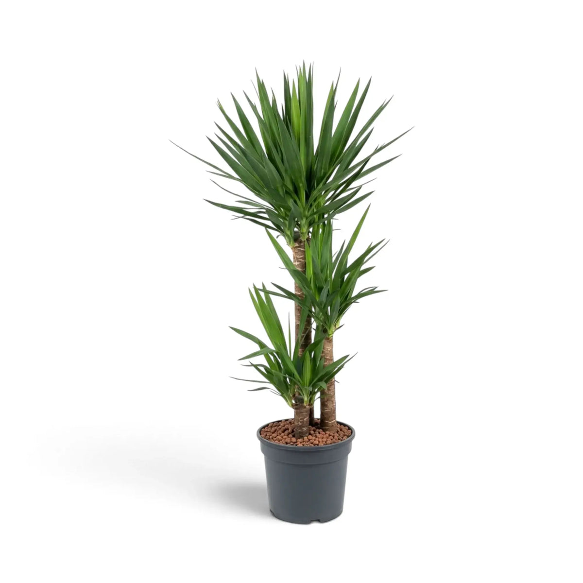Extragroße Yucca gigantea mit aufrechten verholzten Stämmen und langen schwertförmigen Blättern