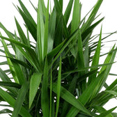 Nahaufnahme des Laubs von Yucca gigantea mit langen, schmalen, spitz zulaufenden grünen Blättern