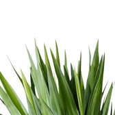 Detailaufnahme von Yucca gigantea mit steifen grünen Blättern, die strahlenförmig aus einer Rosette wachsen