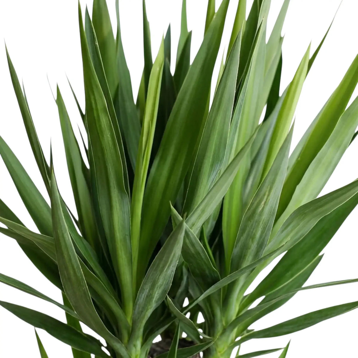 Nahaufnahme eines Blattschopfs von Yucca gigantea mit überlappenden schwertförmigen grünen Blättern