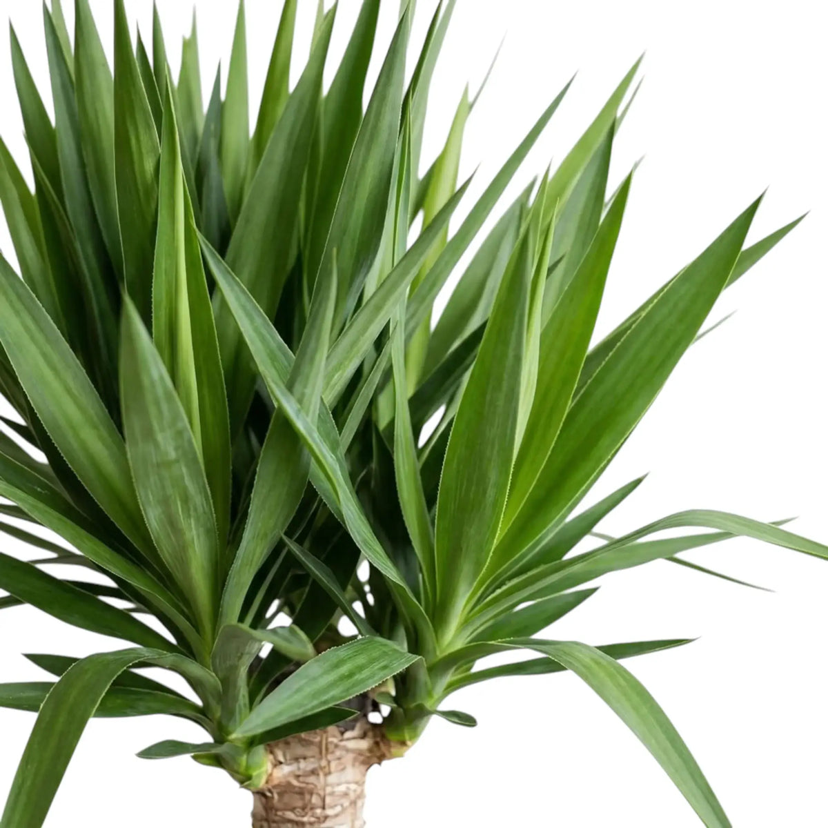 Nahaufnahme des Laubs von Yucca gigantea mit schmalen, spitz zulaufenden Blättern