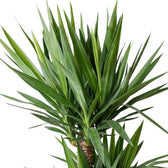 Nahaufnahme dichter grüner Blätter von Yucca gigantea, die am oberen Ende eines verholzten Stamms wachsen