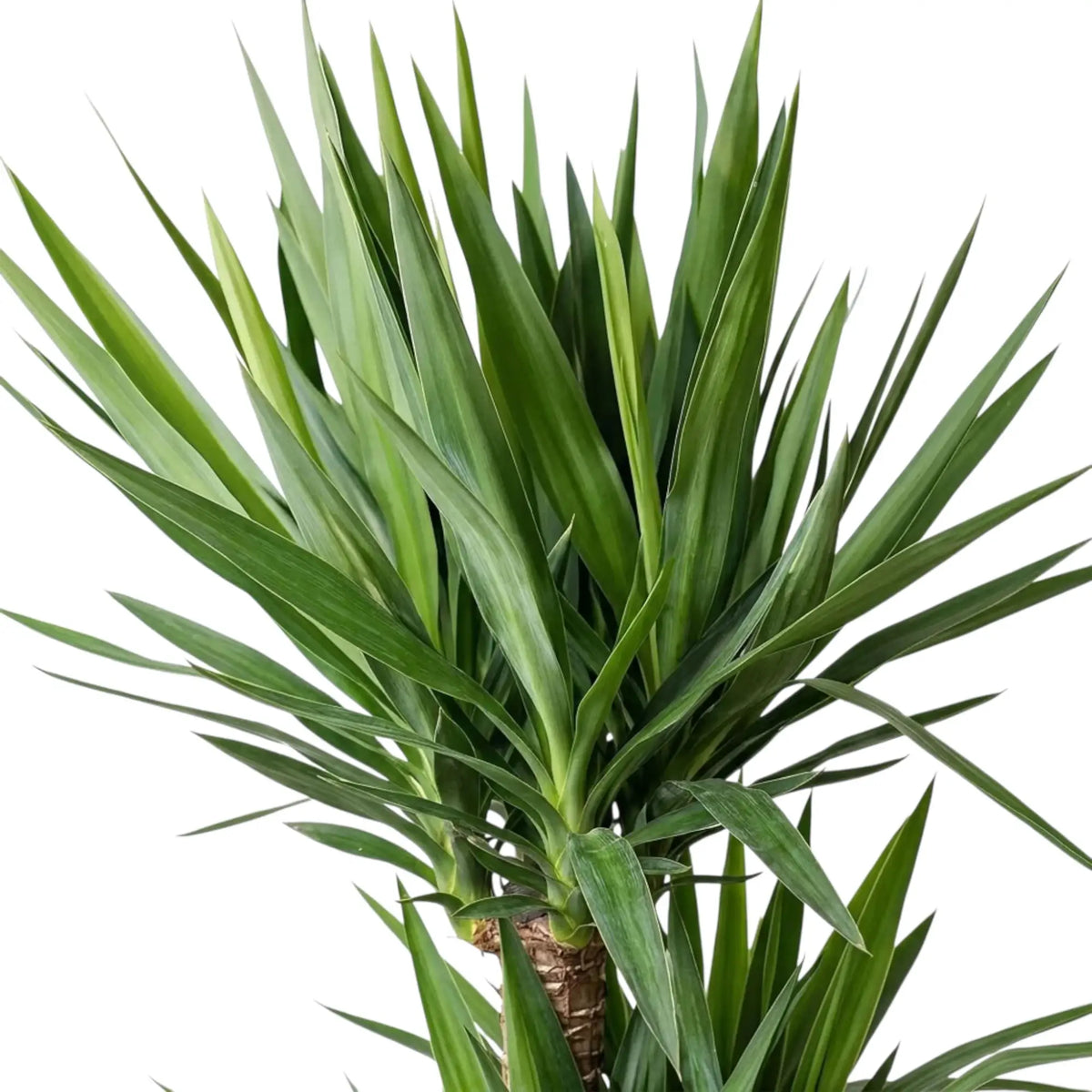 Nahaufnahme dichter grüner Blätter von Yucca gigantea, die am oberen Ende eines verholzten Stamms wachsen