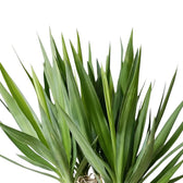 Detail einer Blattrosette von Yucca gigantea mit langen aufrechten und bogenförmig überhängenden grünen Blättern
