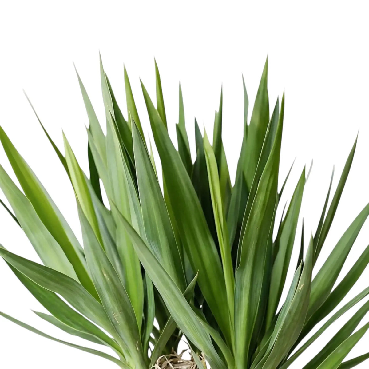 Detail einer Blattrosette von Yucca gigantea mit langen aufrechten und bogenförmig überhängenden grünen Blättern