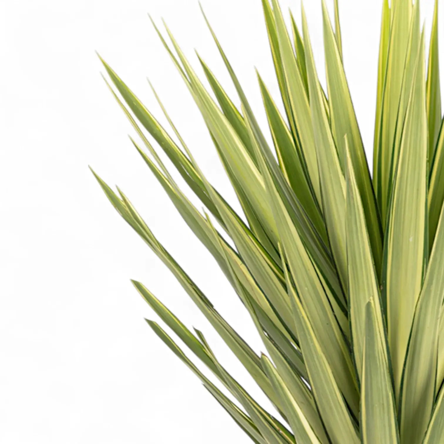 Nahaufnahme eines Blatts von Yucca gigantea 'Jewel' vor weißem Hintergrund.