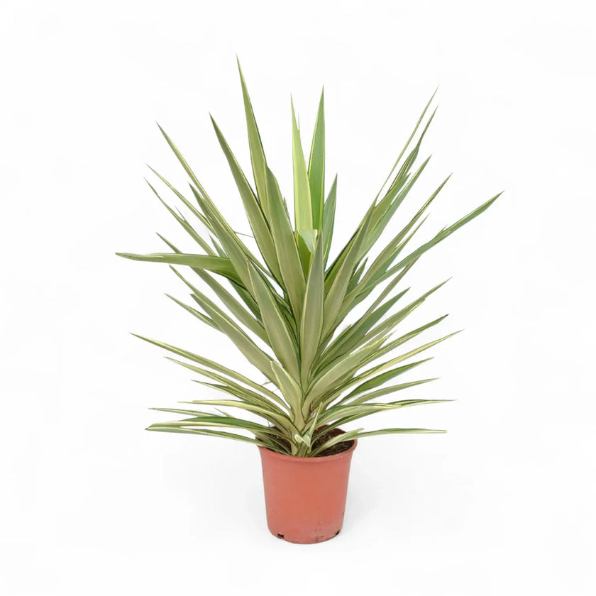 Yucca gigantea 'Jewel' potted plant in nursery pot on white background.