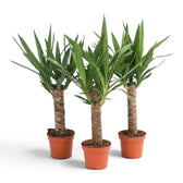 Große Yucca gigantea mit verholzten Stämmen und dichten Rosetten aus schmalen grünen Blättern im Kulturtopf