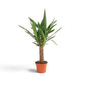 Große Yucca gigantea mit verholzten Stämmen und dichten Blattschöpfen aus spitzen grünen Blättern