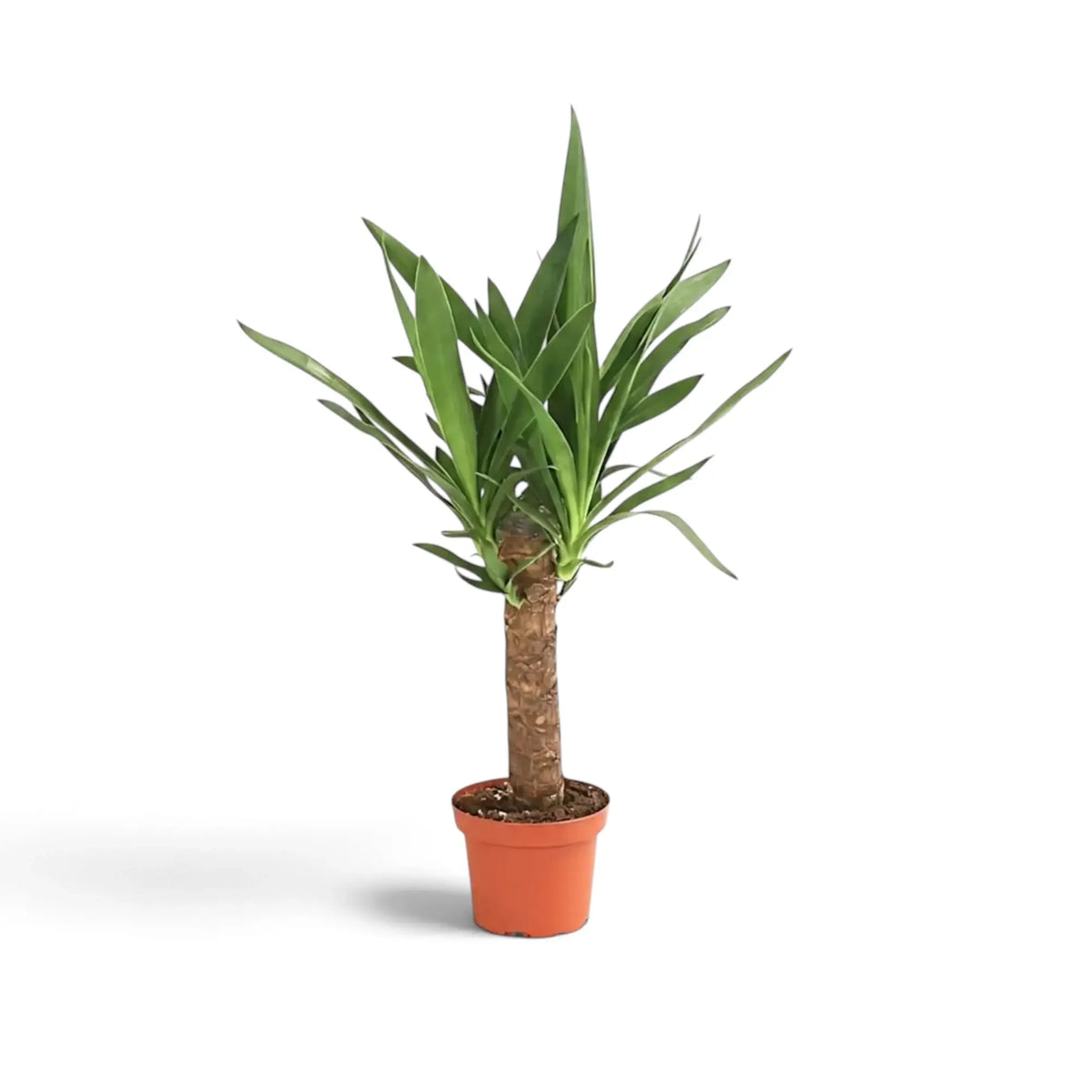 Große Yucca gigantea mit verholzten Stämmen und dichten Blattschöpfen aus spitzen grünen Blättern