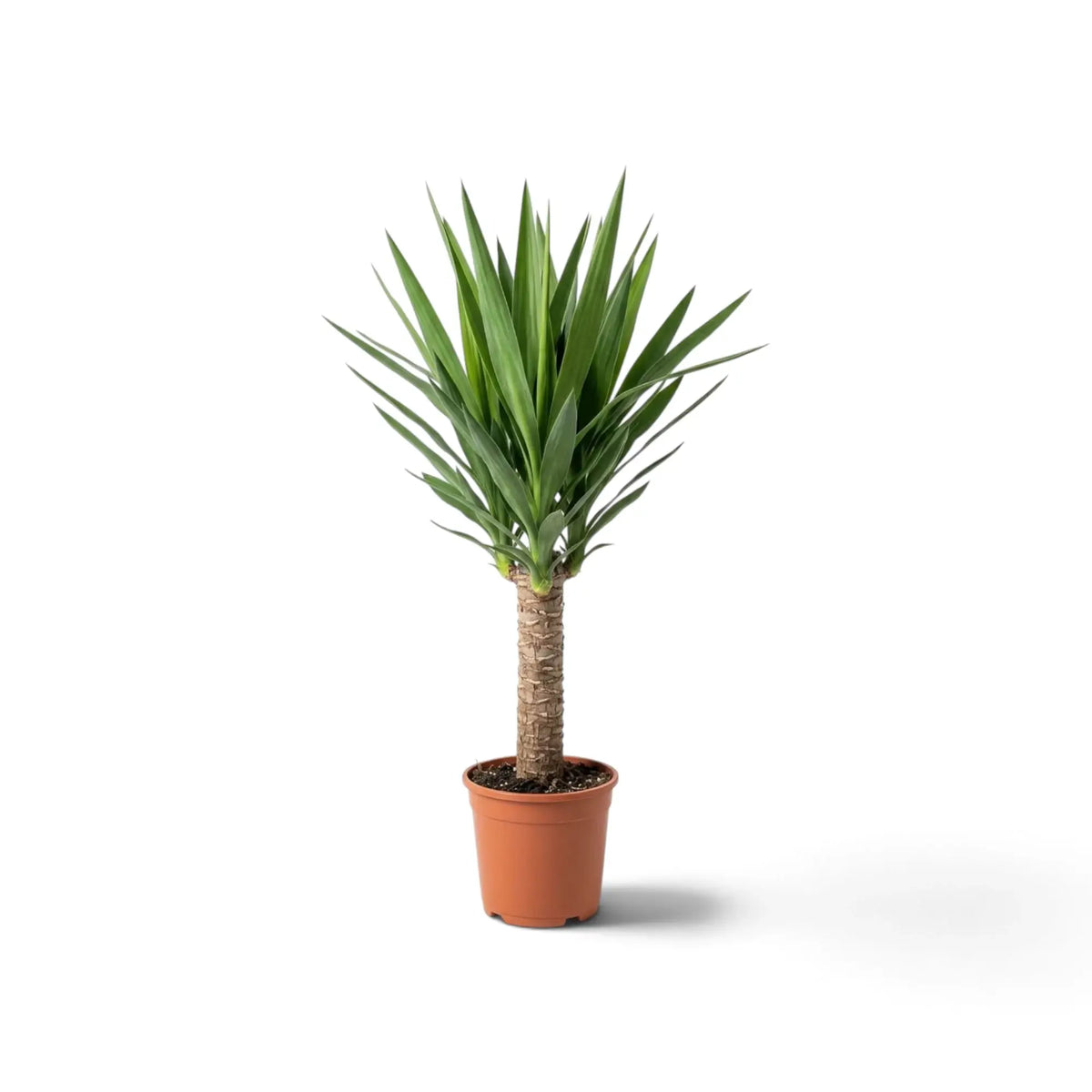 Große Yucca gigantea im Topf mit verzweigten Stämmen und dichten Blattrosetten an den Triebspitzen